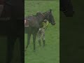 When the horse says not today 🤣