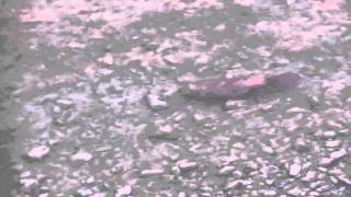 Laughlin, Nevada - Beaver swimming in Colorado River