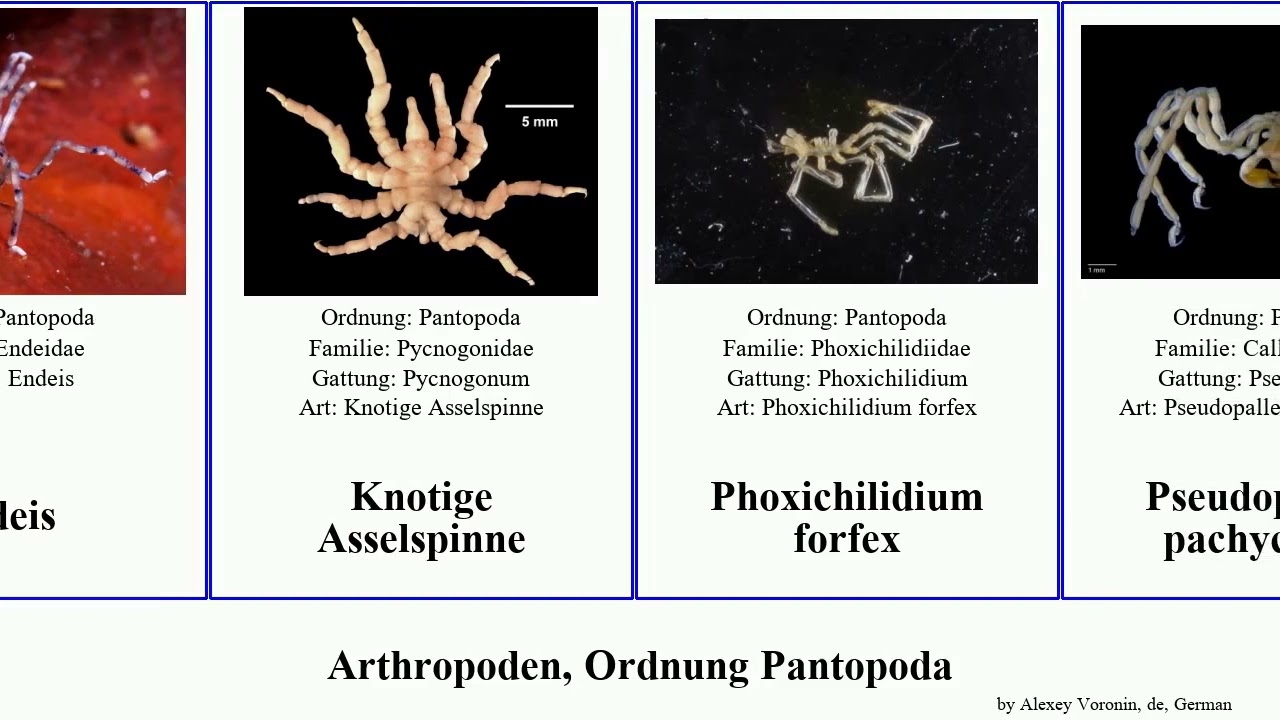 Arthropoden, Ordnung Pantopoda austrodecus australis arthropoda forfex Asselspinne tuberculatum