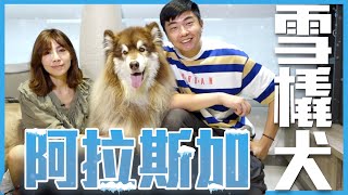 【犬の系列】#阿拉斯加雪橇犬 雪橇三傻中的大哥擁有狼的血統耐力持久力一流的最強能力者Alaskan Malamute@usersh1cx8us5g