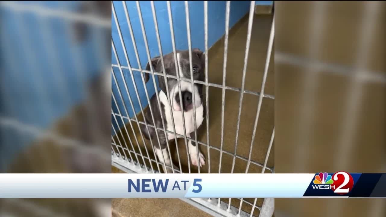 Animal services volunteer charged with animal cruelty - YouTube