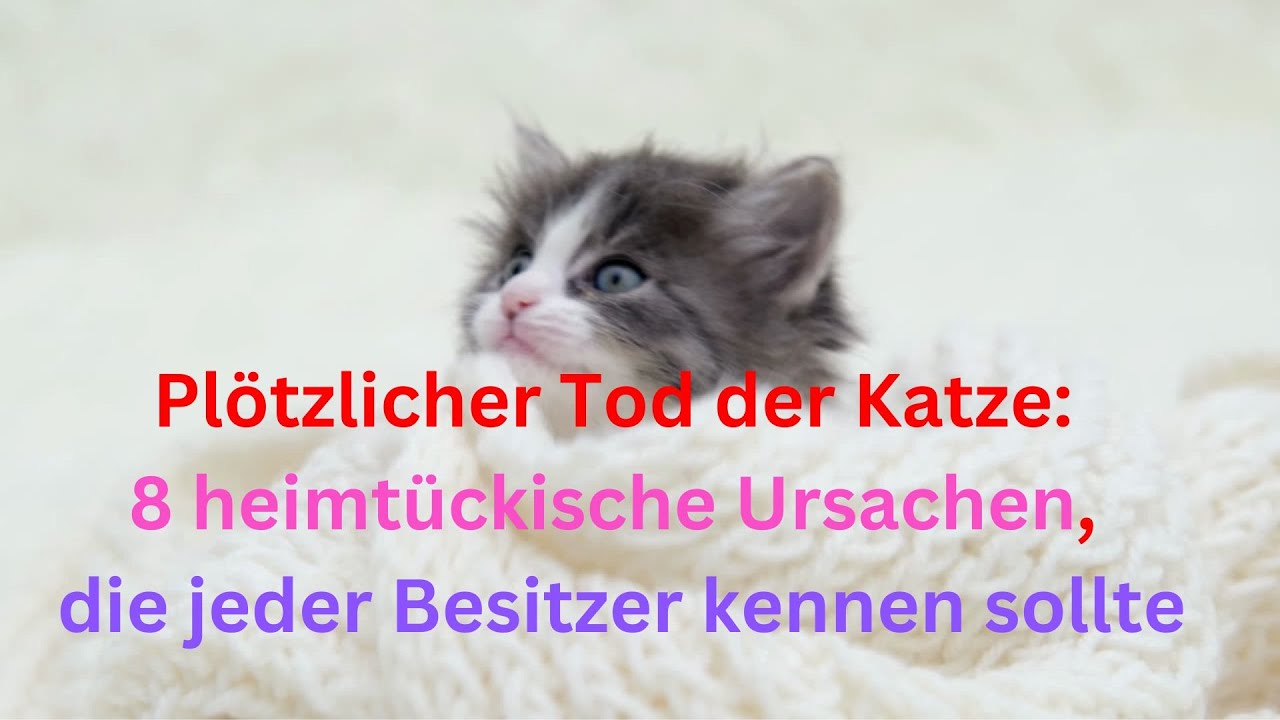 Plötzlicher Tod der Katze: 8 heimtückische Ursachen, die jeder Besitzer kennen sollte