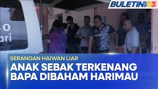 SERANGAN HAIWAN LIAR | Anak Mangsa Sebak Terkenang Detik Akhir Bersama Bapa