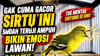 Pancingan sirtu terbaik sepanjang masa,ampuh bikin emosi lawan