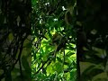 Elevated walk way #shorts #shortsfeed  #ecotourism #keralatourism #nature  #relax   #youtubeshorts.