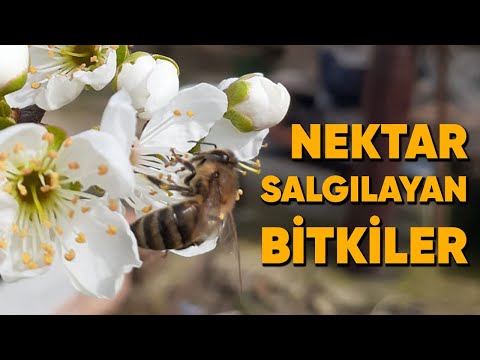 Video: Astragalus Korungası