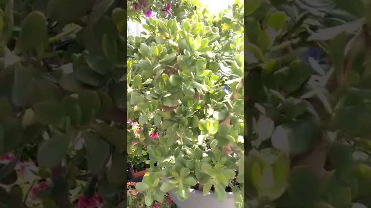Amazing giant jade plant 