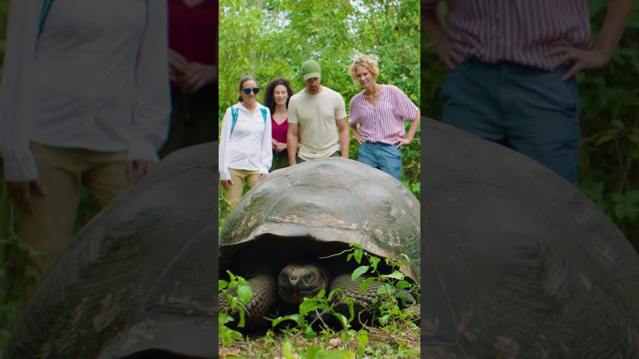 Best of the Galapagos | Celebrity Flora 2027 Luxury Cruise Highlights  