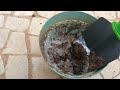 Tentando cuidar de plantas!