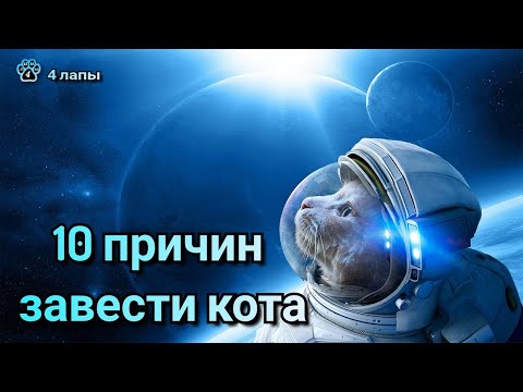 10 причин завести кота