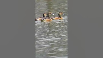 Spot billed ducks swimming in the pond #bird #birds #duck #ducks #goose #forest #jungle #shorts