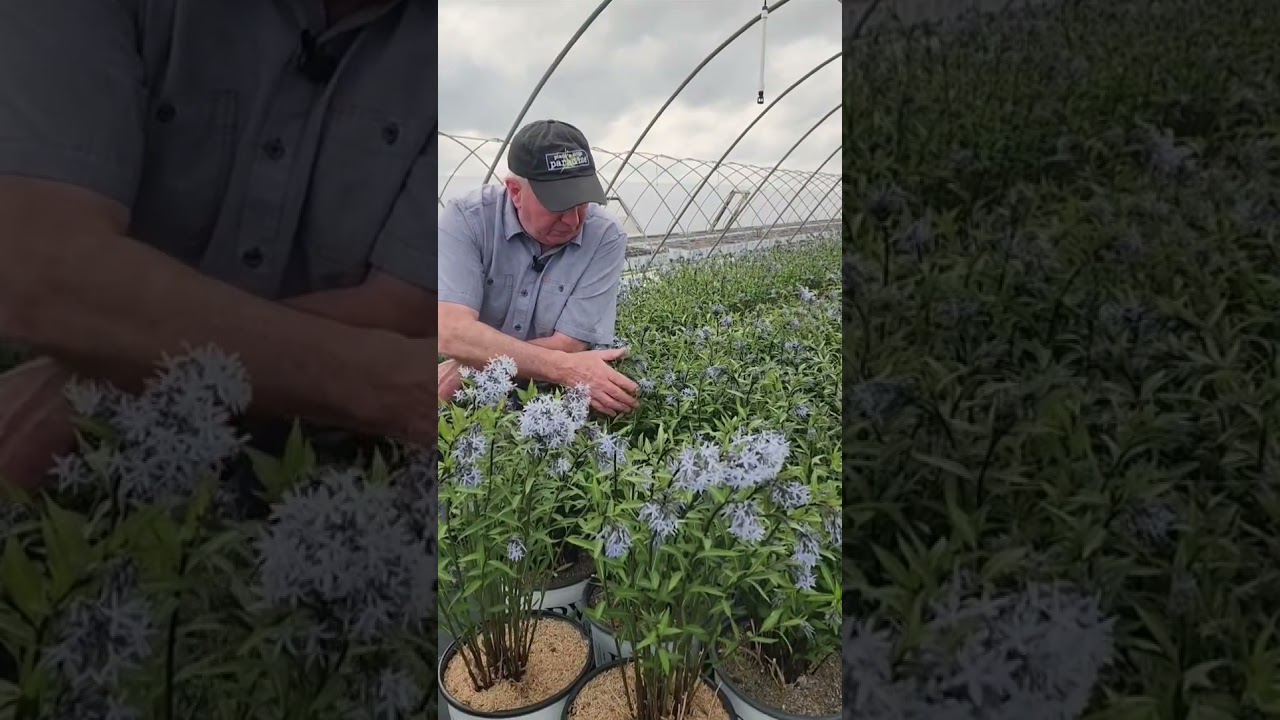 Amsonia Storm Cloud (Bluestar) - Phenomenal Native Perennial, that is Easy, Early & Lo-maintenance