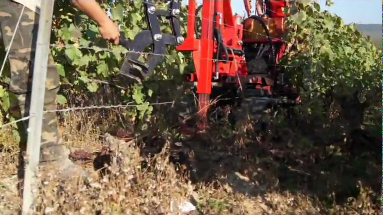 Prestation viticole chenillard arrachage pieds esca dans une vigne sur la cote des blancs.