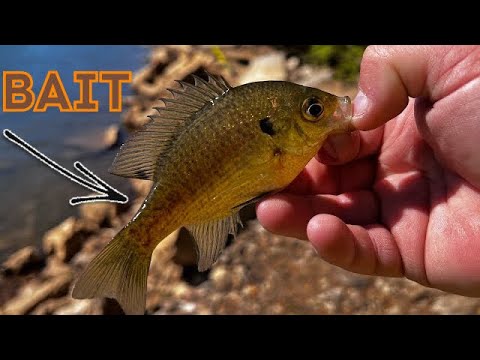 River fishing for WHATEVER bites