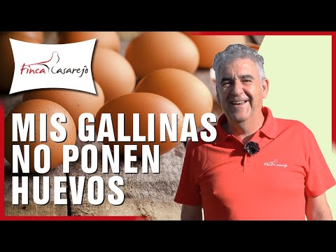 Video: Por Qué Las Gallinas Ponen Huevos
