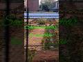 a beautiful #Orchard #song  #shorts #ytshorts #youtubeshorts