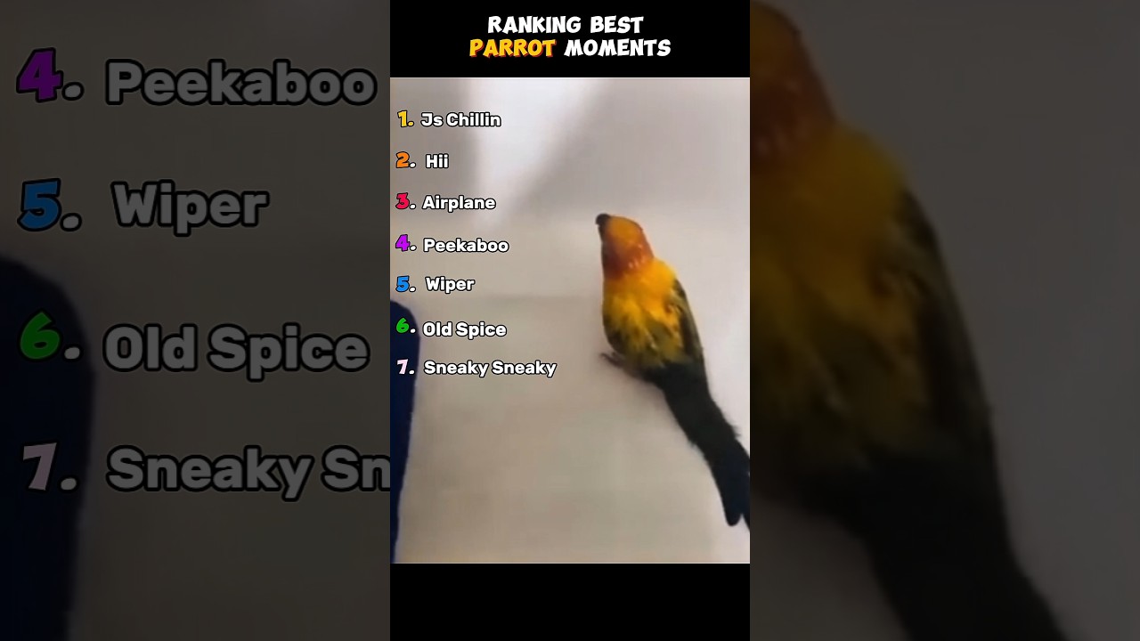 Best Parrot Moments #funnyshorts #animals #parrot