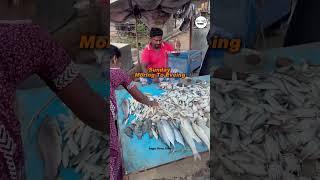 🐟 Fresh Fish Spot in Gummidipoondi #shorts #nonveg #fish