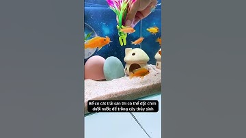Kẹp cây thủy sinh độc đáo tạo điểm nhấn cho bể cá của bạn #aquarium #youtubeshorts