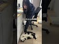 会社猫ふくの日常😸全てのものは自分のもの、欲しいものは奪ってでも手に入れる貪欲さがふくにはあります👍#株式会社日章#会社猫 #トラック が
