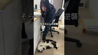 会社猫ふくの日常😸全てのものは自分のもの、欲しいものは奪ってでも手に入れる貪欲さがふくにはあります👍#株式会社日章#会社猫 #トラック  が