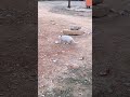 vay zavallık kedicik sokaklar teklikeli