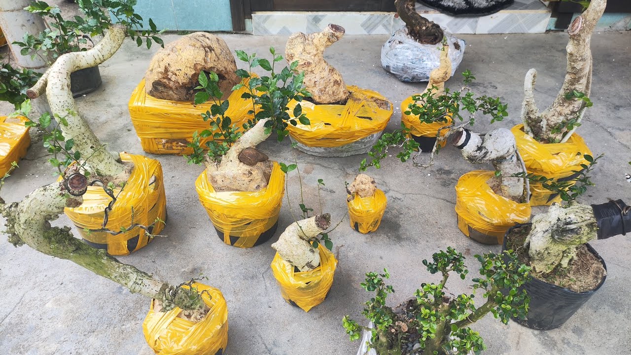 Chiều 5.3 .0359540980 gl cây cảnh các loại giá rẻ bao ship toàn quốc 