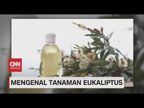 Video: Eukaliptus Yang Tidak Menentu
