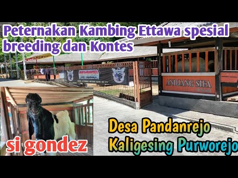 BERKUNJUNG KE KANDANG KAMBINGNYA MAS SUKIS SPESIAL BREEDING DAN KONTES