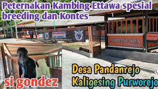 Berkunjung Ke Kandang Kambingnya Mas Sukis Spesial Breeding Dan Kontes