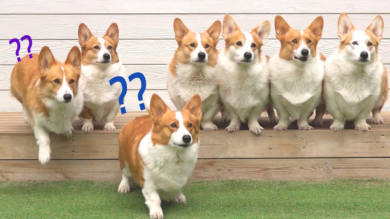 8 corgi house