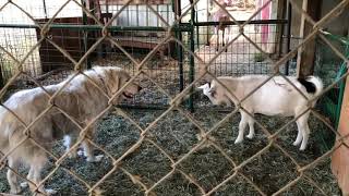 Luna greets Stella the goat
