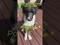 Respect  Power  Banana 🐶🤝👧🍌💪 #puppy #shorts