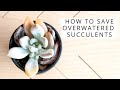 How To Save Overwatered Succulents