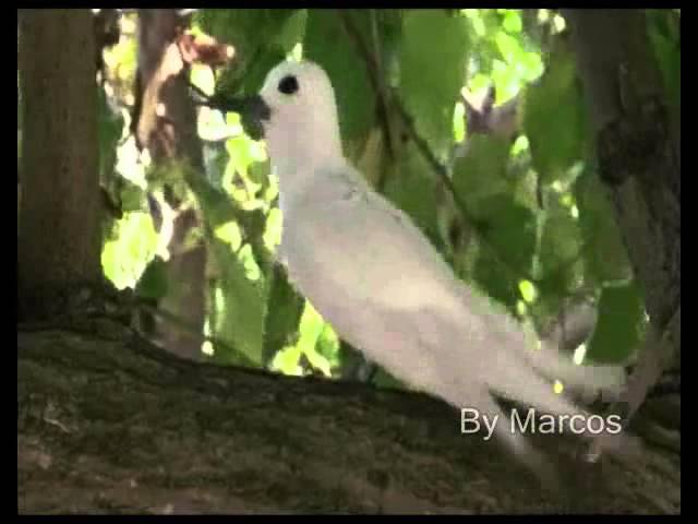 Renê & Ronaldo  -  Cartas e Flores