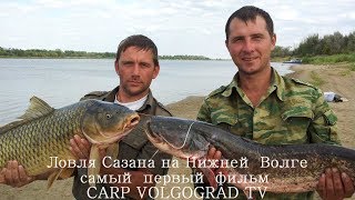 Ловля Сазана Дикого Карпа на нижней Волге дикий Нижневолжский Карпфишинг Carpfishing Рыбалка Ловля Сазана Дикого Карпа на нижней Волге дикий Нижневолжский Карпфишинг Carpfishing Рыбалка