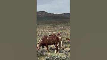 Thumbnail of Wild horses #horse #animals #nature #wildlife #caballos #free #country #stallion