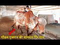 गोंडल गुजरात की शानदार गिर गाय | Gir cow of gondal-Gujarat