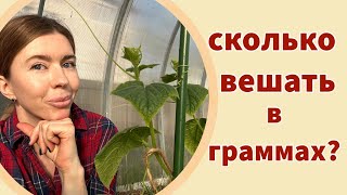 ЧЕМ ПОДКОРМИТЬ ДЛЯ ХОРОШЕГО УРОЖАЯ. График подкормок на весь сезон, что вносить, сколько и когда?