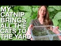 How I Harvest & Dry Catnip FT. MY CAT KHALEESI 😺