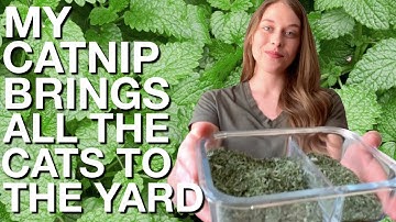 How I Harvest & Dry Catnip FT. MY CAT KHALEESI 😺