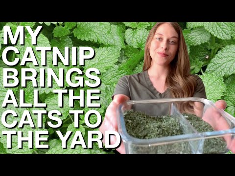 Video: Catnip Harvest Guide: Kawm Yuav Ua Li Cas Thiab Thaum Xaiv Catnip Leaves