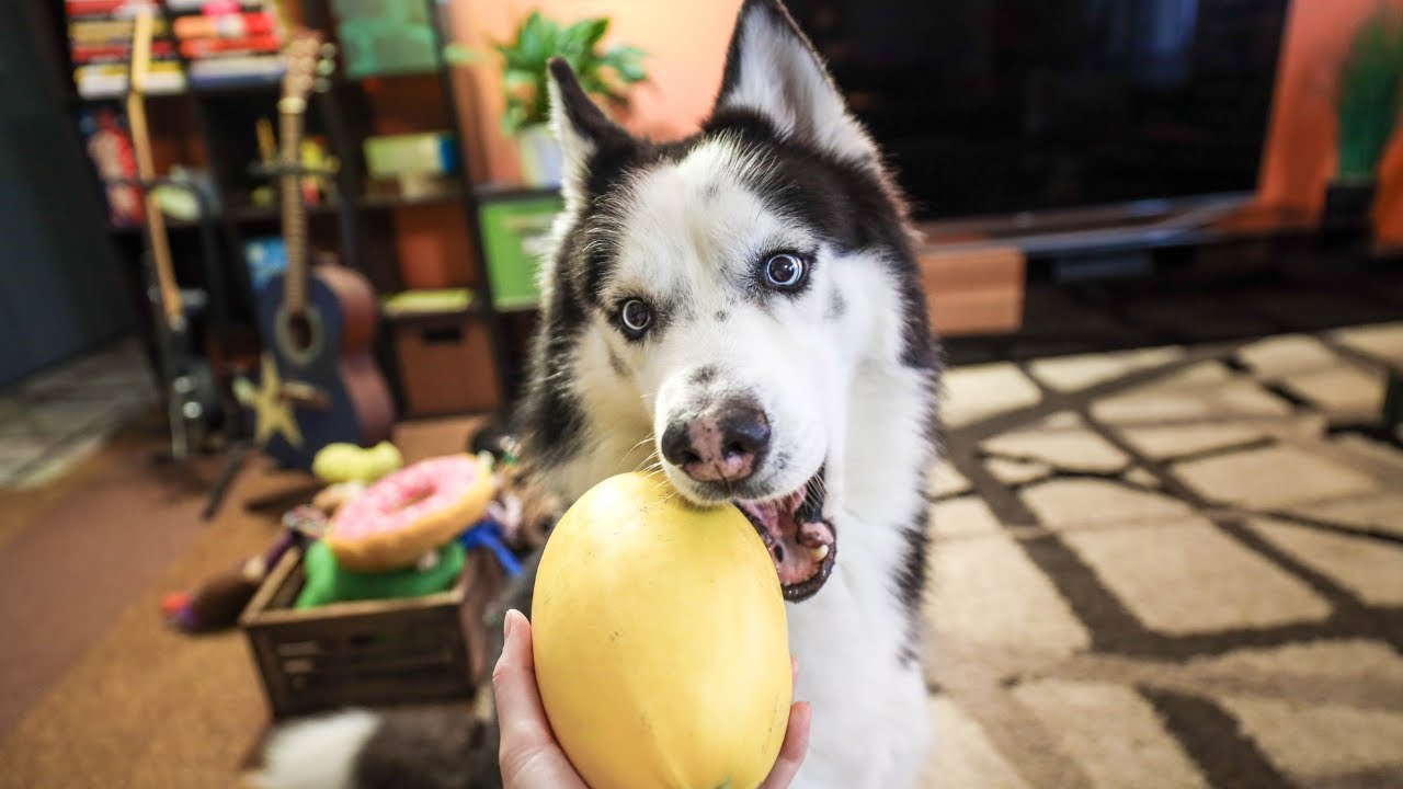 Husky Spaghetti My Husky Tries Spaghetti Squash! He Wasn't Impressed 🤣 - YouTube
