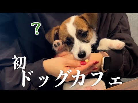 初めてのドッグカフェでわんこメニューに舌鼓を打つ子犬ジャックラッセルテリア