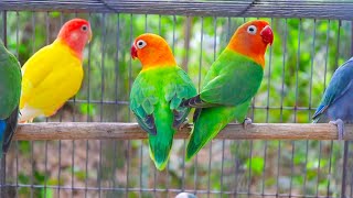 Lovebird Singing and Chirping Sounds, My Smart Parrot, Beautiful Birds #lovebird #birds #parrot screenshot 4