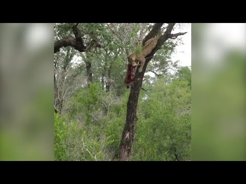 Video: I babbuini si arrampicano sugli alberi?