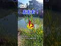 会社辞めて釣り始めたら… #バス釣り #柳川クリーク #福岡バス釣り #ブラックバス