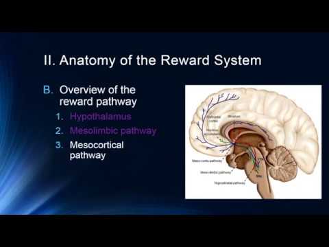 The Reward Pathway - Youtube