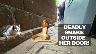 TINY DEADLY SNAKE OUTSIDE THE DOOR!