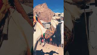 Download Lagu ONTA JABAL MAGNET MADINAH #Shorts MP3 Download Lagu ONTA JABAL MAGNET MADINAH #Shorts MP3